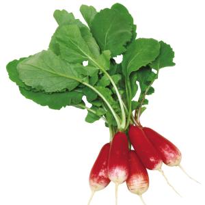 国華園 種 野菜たね ダイコン 長型赤白二十日...の詳細画像2