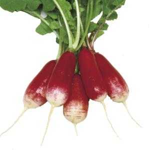 国華園 種 野菜たね ダイコン 長型赤白二十日...の詳細画像1