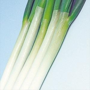国産 ネギ ワケギ 球根 葱 分葱 (わけぎ) 種球 約200g : 菜園くらぶ