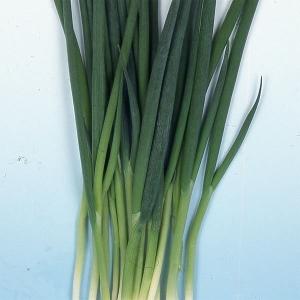 国華園 種 野菜たね ネギ 九条細葱 1袋（5ml） 葱 くじょう やさいの種