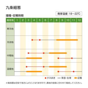 国華園 種 野菜たね ネギ 九条細葱 1袋(5...の詳細画像3
