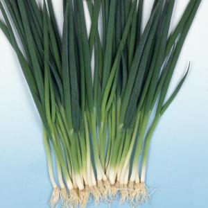 国華園 種 野菜たね ネギ 九条細葱 1袋(5...の詳細画像1