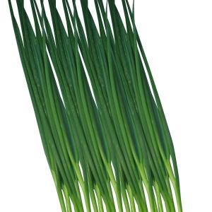 国華園 種 野菜たね ネギ ねぎっ娘 1袋（5ml） 葱 やさいの種