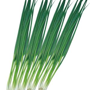 国華園 種 野菜たね ネギ ねぎっ娘 1袋(5...の詳細画像1