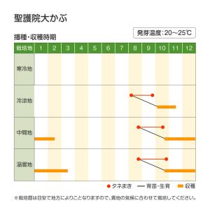 国華園 種 野菜たね カブ 聖護院大かぶ 1袋...の詳細画像3