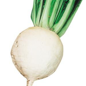 国華園 種 野菜たね カブ 聖護院大かぶ 1袋...の詳細画像1
