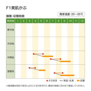 国華園 種 野菜たね カブ F1美肌かぶ 1袋...の詳細画像2