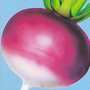 国華園 種 野菜たね カブ 長崎赤かぶ 1袋（5ml） 蕪 やさいの種