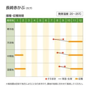 国華園 種 野菜たね カブ 長崎赤かぶ 1袋(...の詳細画像2