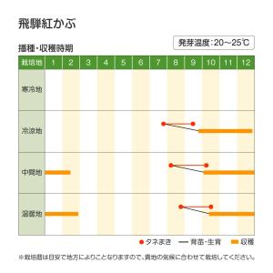 国華園 種 野菜たね カブ 飛騨紅かぶ 1袋(...の詳細画像2