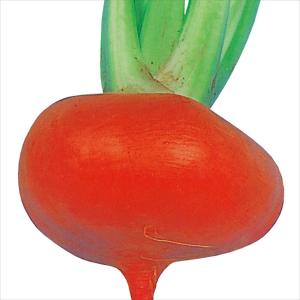 国華園 種 野菜たね カブ 飛騨紅かぶ 1袋(...の詳細画像1