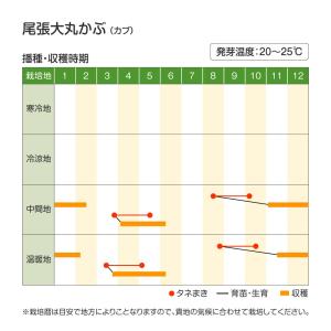 国華園 種 野菜たね カブ 尾張大丸かぶ 1袋...の詳細画像3