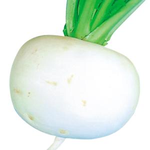 国華園 種 野菜たね カブ 尾張大丸かぶ 1袋...の詳細画像1
