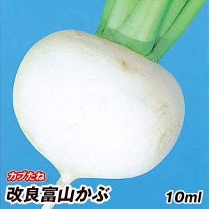 種 野菜たね カブ 改良富山かぶ 1袋（10ml） かぶ 蕪 やさいたね タネ 国華園 こっかえん｜花と緑 国華園