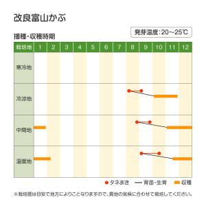 国華園 種 野菜たね カブ 改良富山かぶ 1袋...の詳細画像2