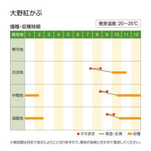 国華園 種 野菜たね カブ 大野紅かぶ 1袋(...の詳細画像2