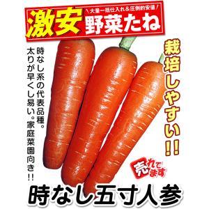 国華園 種 野菜たね ニンジン 時なし五寸人参...の詳細画像2