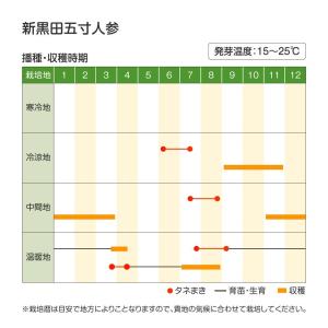 種 野菜たね ニンジン 新黒田五寸人参 1袋(...の詳細画像4