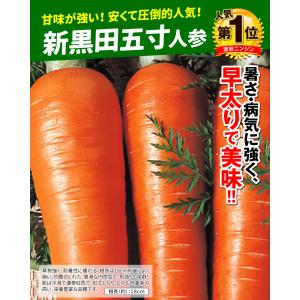 種 野菜たね ニンジン 新黒田五寸人参 1袋(...の詳細画像2