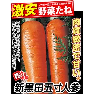 種 野菜たね ニンジン 新黒田五寸人参 1袋(...の詳細画像3