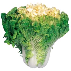 国華園 種 野菜たね 中国野菜 ハクサイ 花心白菜（かしんはくさい） 1袋（5ml） 花芯白菜 白菜 やさいの種