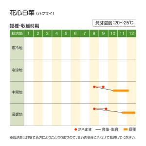 国華園 種 野菜たね 中国野菜 ハクサイ 花心...の詳細画像2