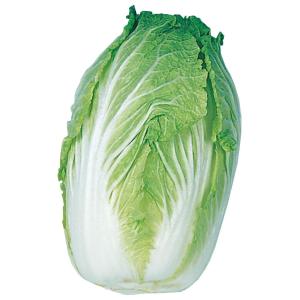 国華園 種 野菜たね ハクサイ 加賀結球白菜 1袋（5ml） 白菜 やさいの種