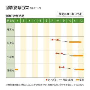 国華園 種 野菜たね ハクサイ 加賀結球白菜 ...の詳細画像2
