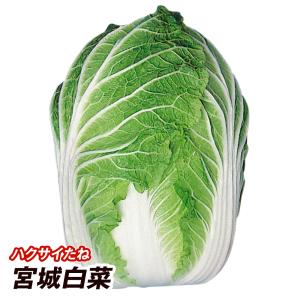 種 野菜たね ハクサイ 宮城白菜 1袋（3ml） はくさい 白菜 やさいたね タネ 国華園 こっかえん｜花と緑 国華園