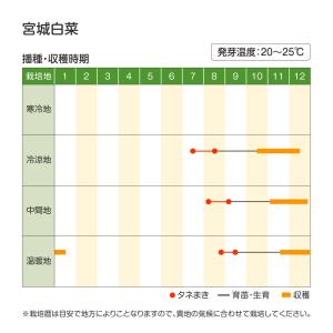 国華園 種 野菜たね ハクサイ 宮城白菜 1袋...の詳細画像3
