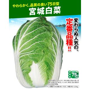 国華園 種 野菜たね ハクサイ 宮城白菜 1袋...の詳細画像1
