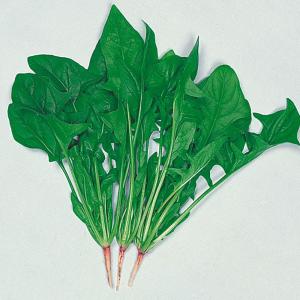 国華園 種 野菜たね ホウレン草 新日本ほうれん草 1袋（25ml） 法蓮草 ほうれんそう やさいの種