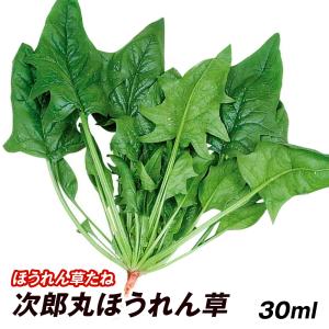 種 野菜たね ホウレン草 次郎丸ほうれん草 1袋（30ml） じろうまる 法蓮草 ほうれんそう 野菜の種 国華園