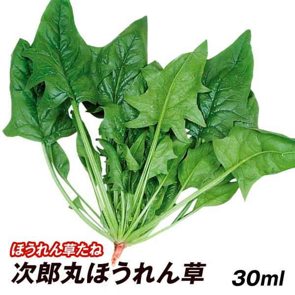 種 野菜たね ホウレン草 次郎丸ほうれん草 1袋（30ml） じろうまる 法蓮草 ほうれんそう 野菜...
