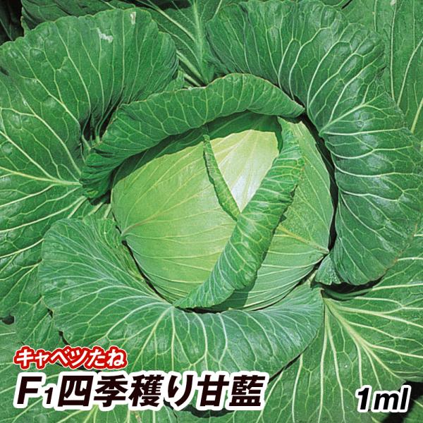 種 野菜たね キャベツ F1四季穫り甘藍 1袋（1ml） 甘藍 野菜の種 国華園