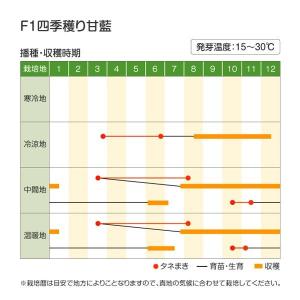 国華園 種 野菜たね キャベツ F1四季穫り甘...の詳細画像4