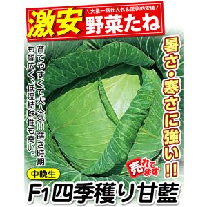国華園 種 野菜たね キャベツ F1四季穫り甘...の詳細画像2