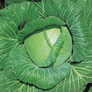 国華園 種 野菜たね キャベツ F1四季穫り甘...の詳細画像1
