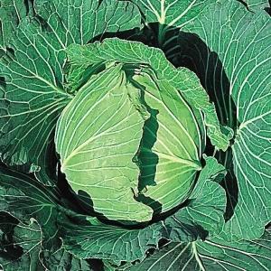 国華園 種 野菜たね キャベツ F1雪中甘藍 1袋（1ml） 甘藍 やさいの種