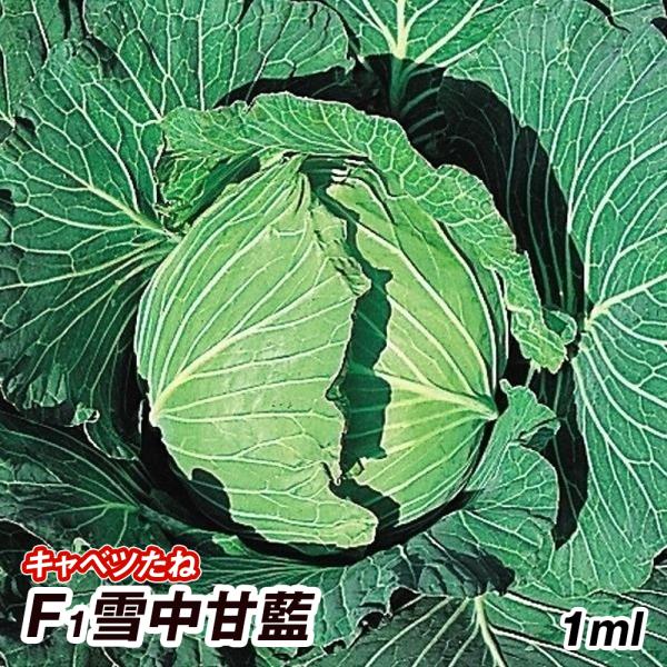 種 野菜たね キャベツ F1雪中甘藍 1袋（1ml） 甘藍 野菜の種 国華園