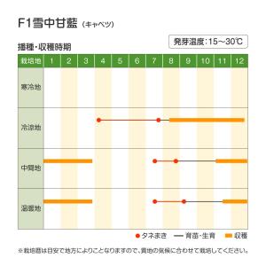 国華園 種 野菜たね キャベツ F1雪中甘藍 ...の詳細画像2