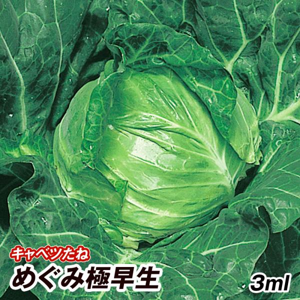種 野菜たね キャベツ めぐみ極早生 1袋（3ml） 甘藍 野菜の種 国華園
