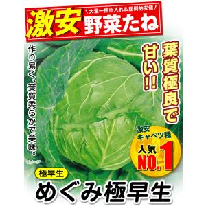 国華園 種 野菜たね キャベツ めぐみ極早生 ...の詳細画像2