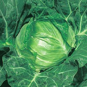 国華園 種 野菜たね キャベツ めぐみ極早生 ...の詳細画像1