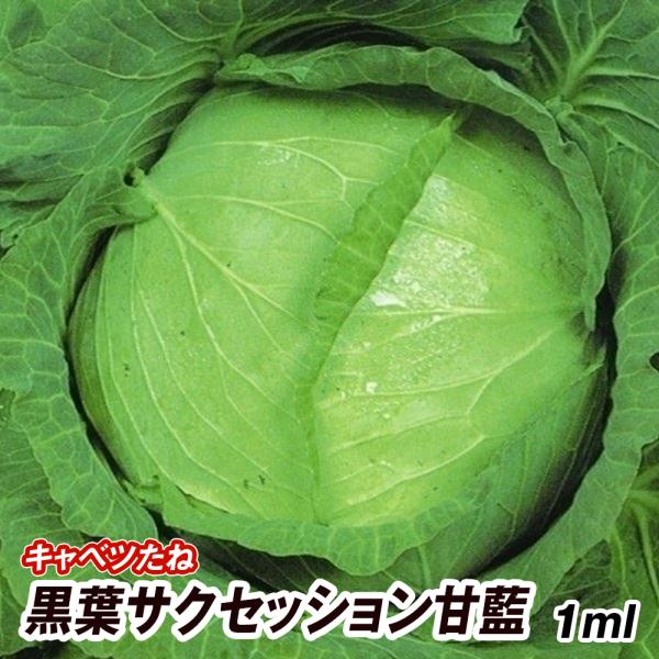 種 野菜たね キャベツ 黒葉サクセッション甘藍 1袋（1ml） 甘藍 野菜の種 国華園