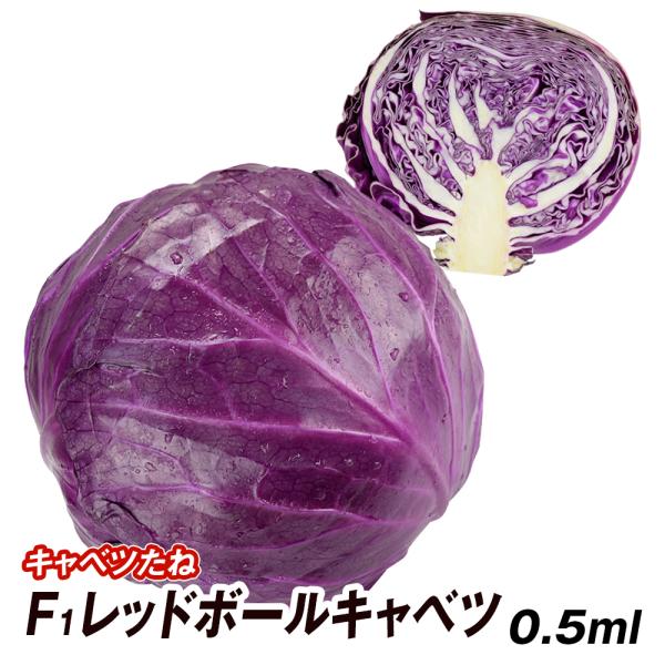 種 野菜たね キャベツ F1レッドボールキャベツ 1袋（0.5ml） 甘藍 野菜の種 国華園