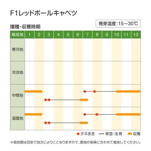 国華園 種 野菜たね キャベツ F1レッドボー...の詳細画像2