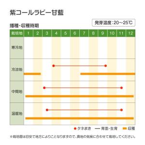 国華園 種 野菜たね キャベツ 紫コールラビー...の詳細画像4