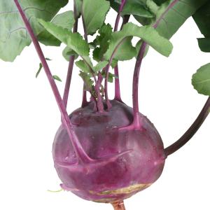 国華園 種 野菜たね キャベツ 紫コールラビー...の詳細画像1