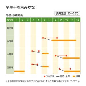 国華園 種 野菜たね 水菜 早生千筋京水菜 1...の詳細画像2